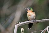 Tyrian Metaltail